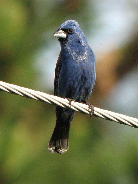 Blue Grosbeak